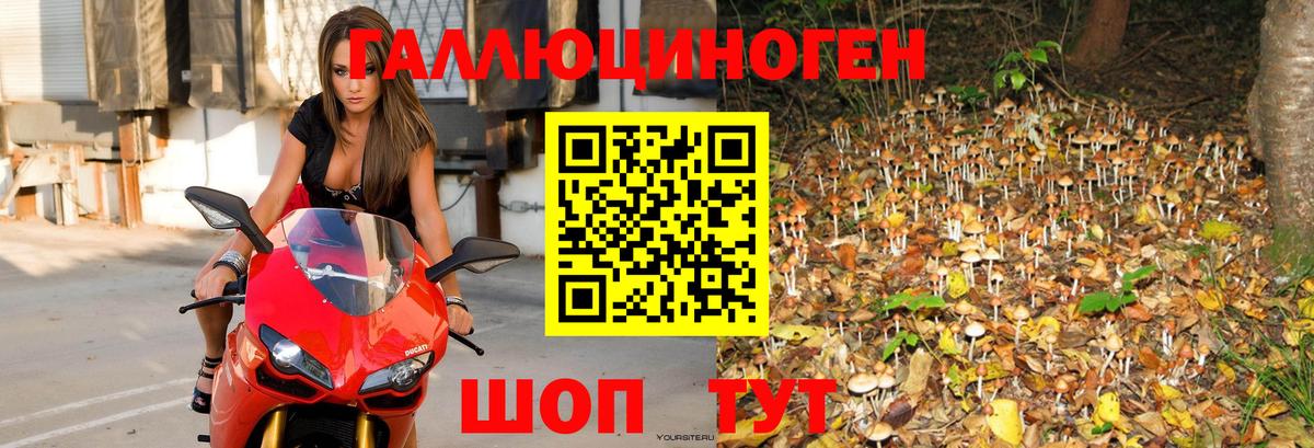 Псилоцибиновые грибы Psilocybe Ногинск